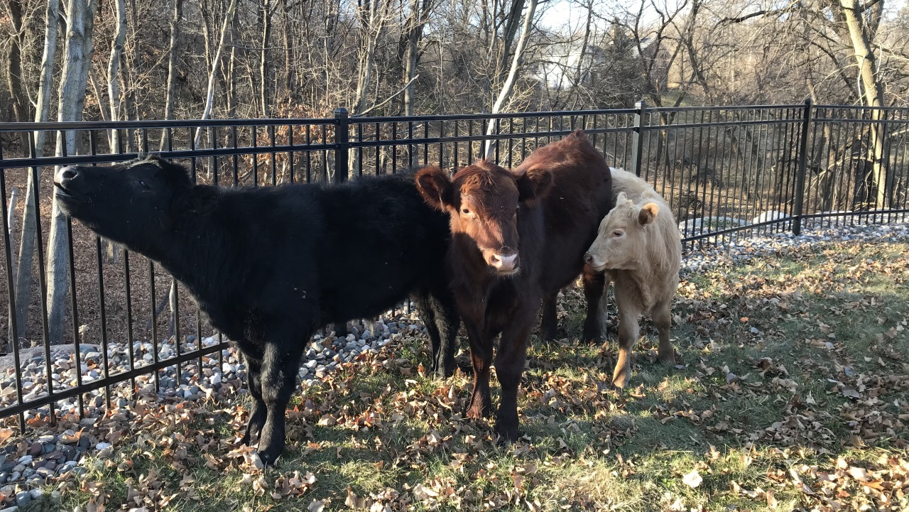 Wayward cows helped home by EP Police